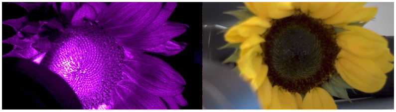 UV sunflower